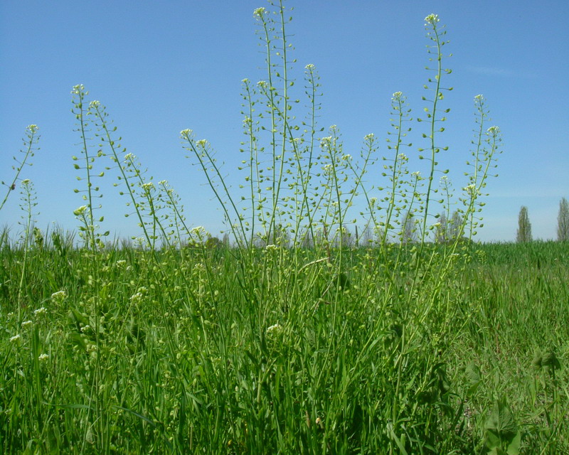 Capsella - no, Thlaspi sp.