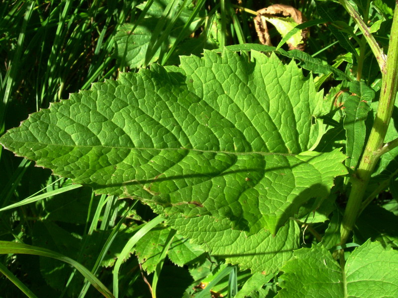 Jacobaea alpina (=Senecio alpinus) / Senecione alpino