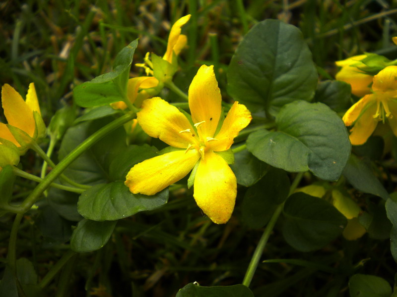 Lysimachia nummularia / Mazza d''oro minore