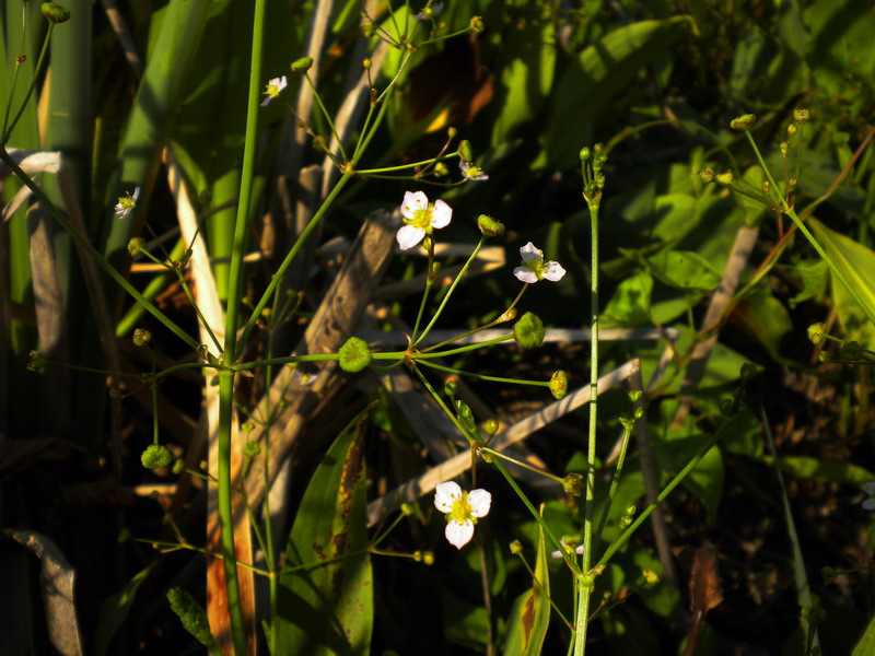 Alisma plantago-aquatica / Mestolaccia