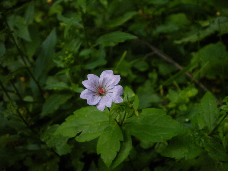 Geranium nodosum