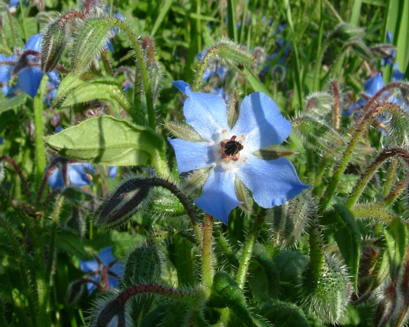 Borago officinalis / Borragine comune