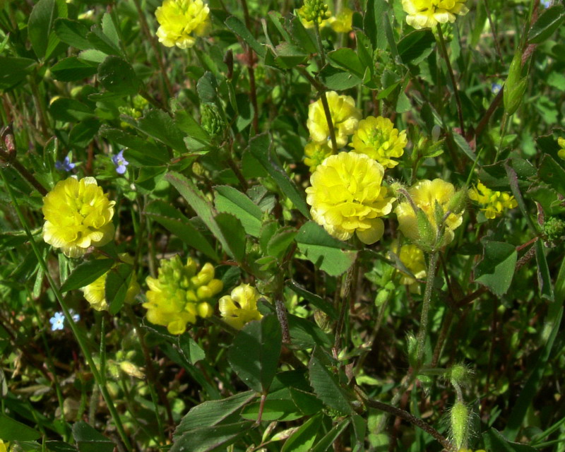 Trifolium campestre / Trifoglio campestre