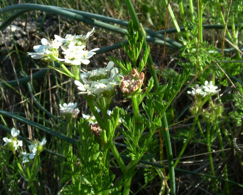 Bianca ombrellifera - Orlaya daucoides