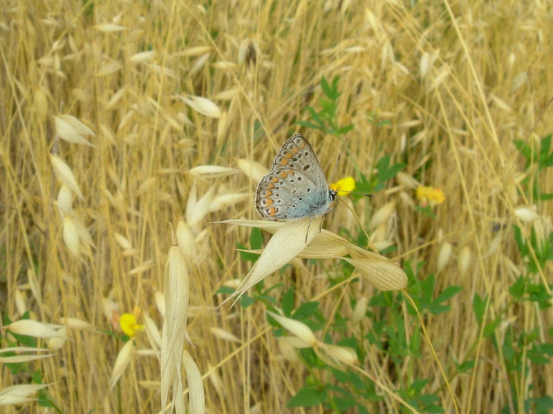 3 farfalle