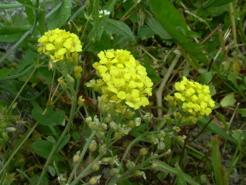 Alyssum montanum