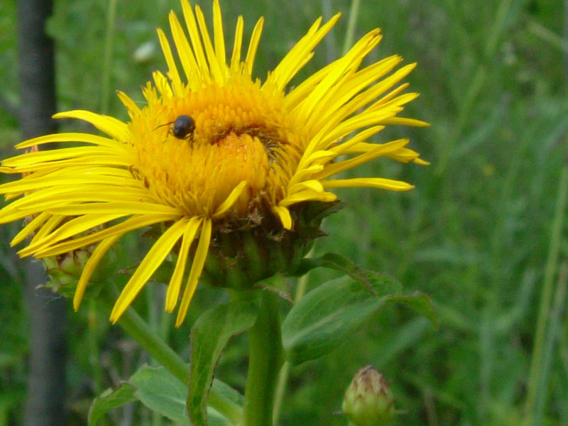 Pentanema salicinum (=Inula salicina) / Enula aspra