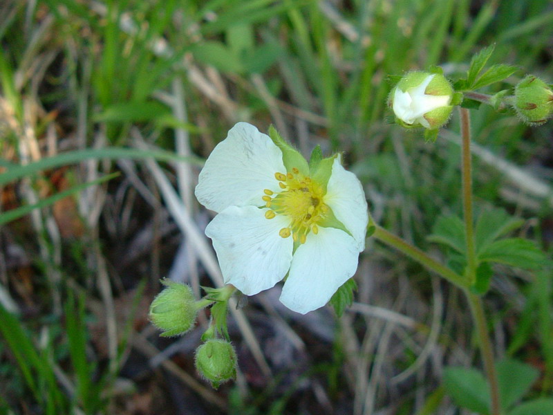 Potentilla rupestris / Potentilla rupestre