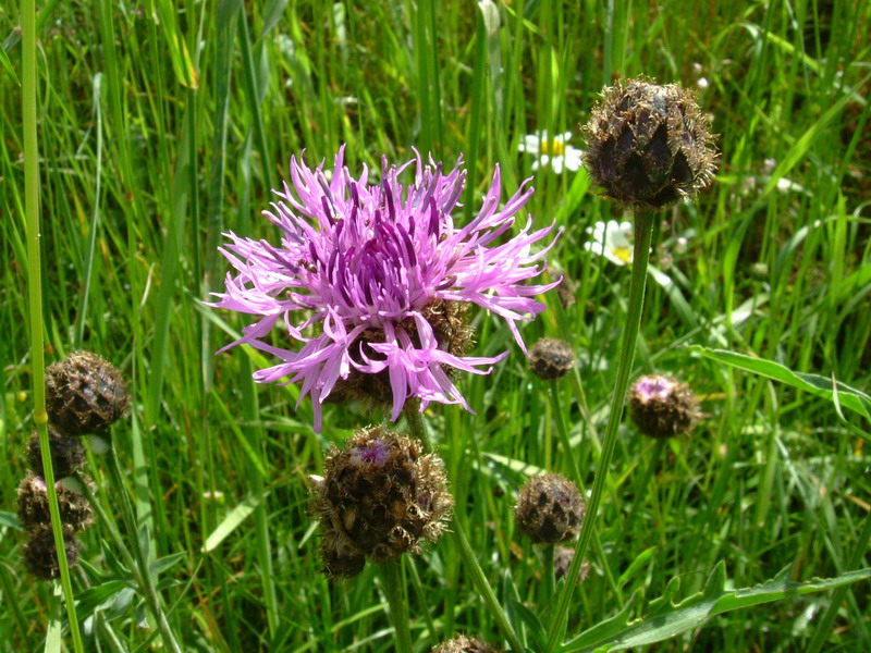 Centaurea scabiosa subsp. alpestris / Fiordaliso alpestre