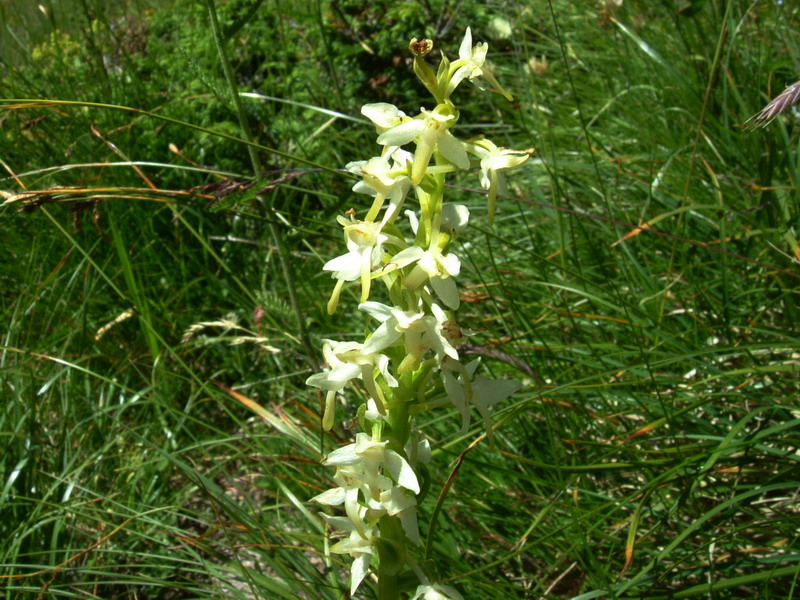 Platanthera bifolia