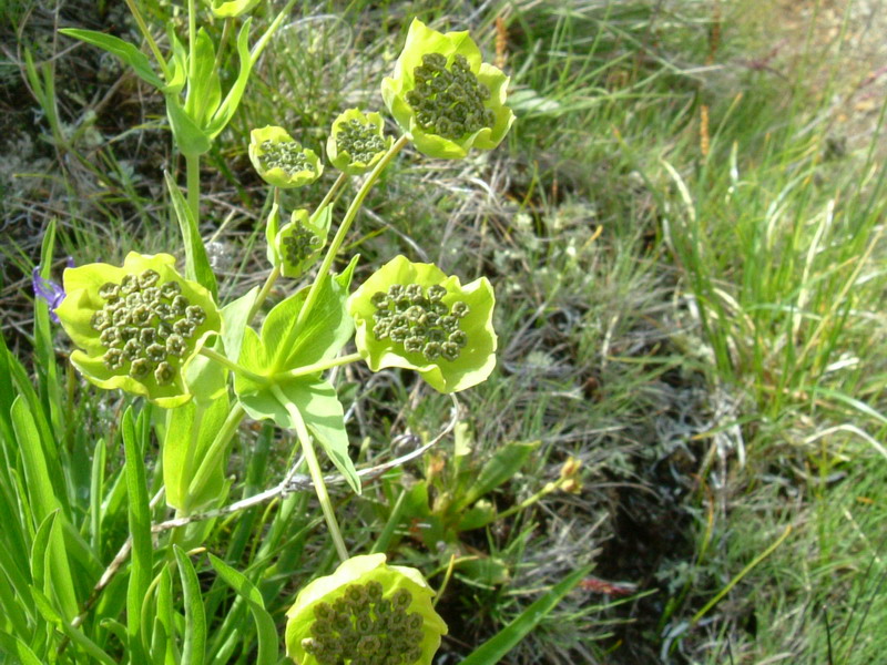 Bupleurum stellatum / Bupleuro stellato