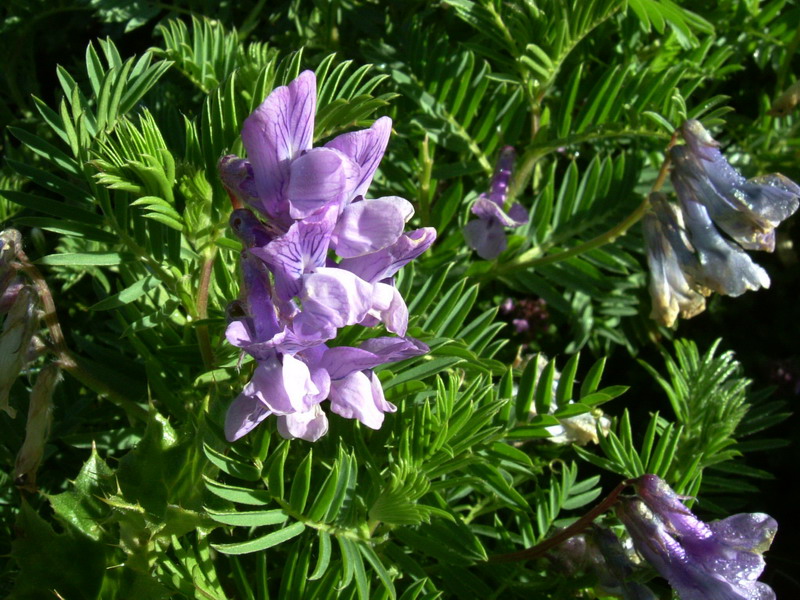 Vicia cusnae / Veccia del Monte Cusna