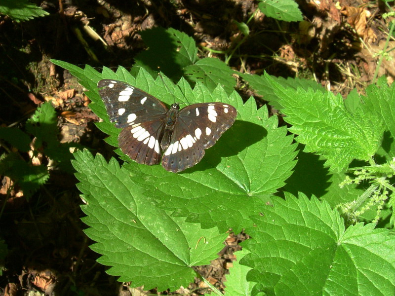 Limenitis reducta