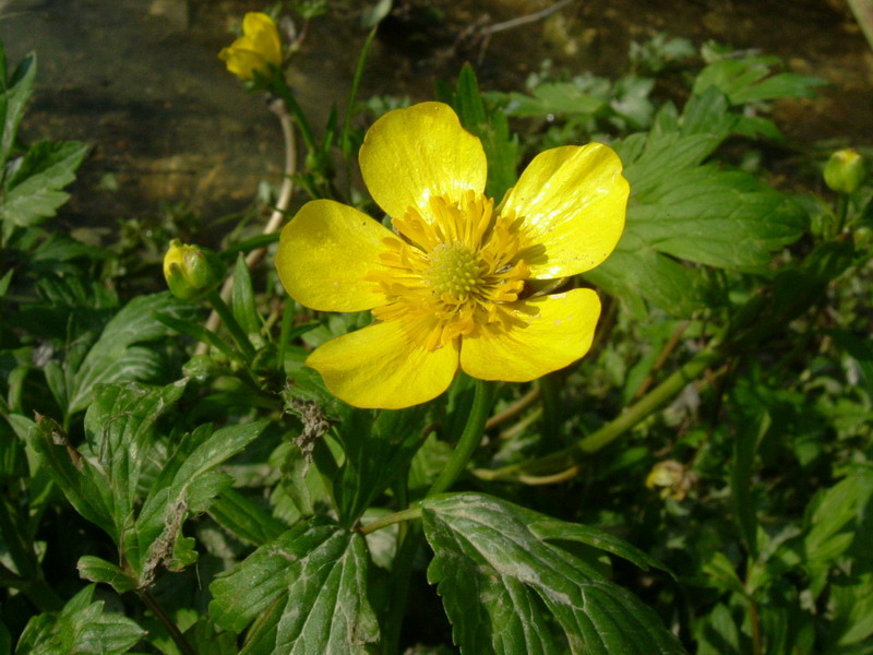 Ranunculus repens / Ranuncolo strisciante