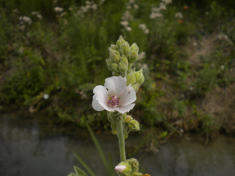 Althaea officinalis / Altea comune