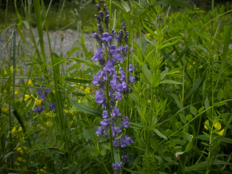 Linaria purpurea