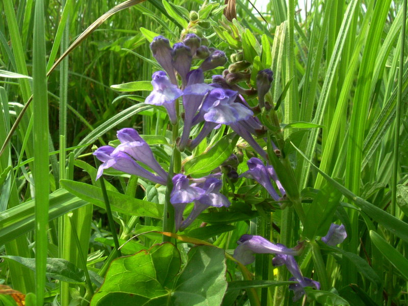 Scutellaria galericulata / Scutellaria palustre