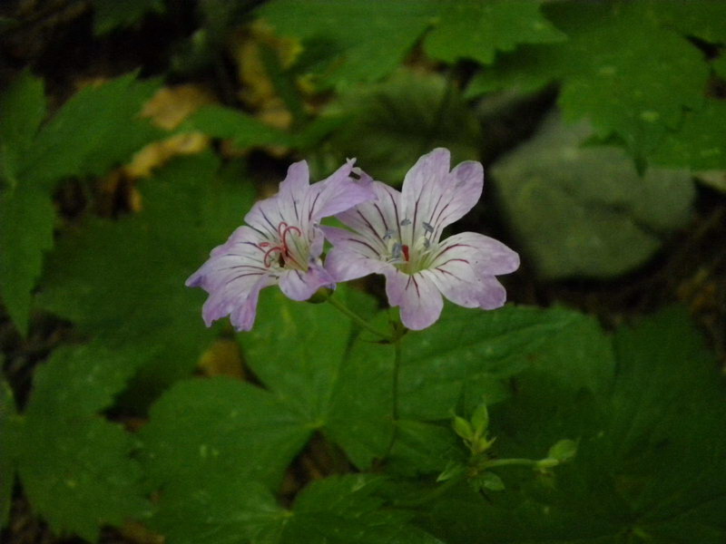 Geranium nodosum