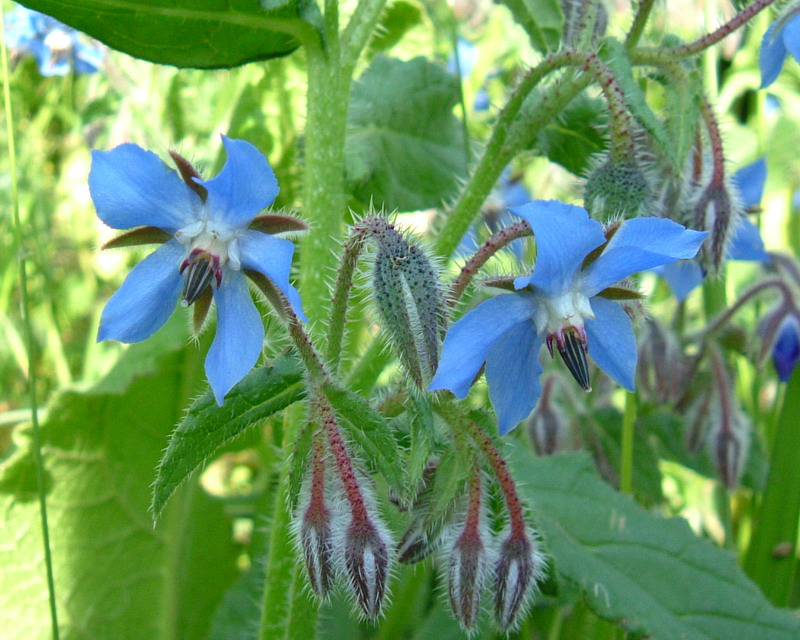 Borago officinalis / Borragine comune