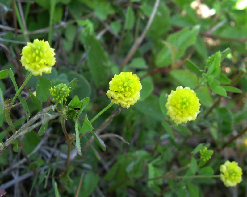 Trifolium campestre / Trifoglio campestre