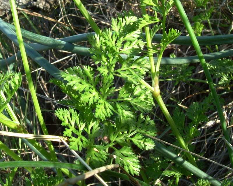 Bianca ombrellifera - Orlaya daucoides