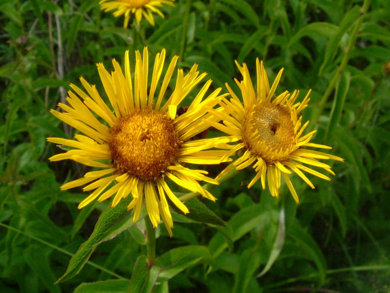 Pentanema salicinum (=Inula salicina) / Enula aspra