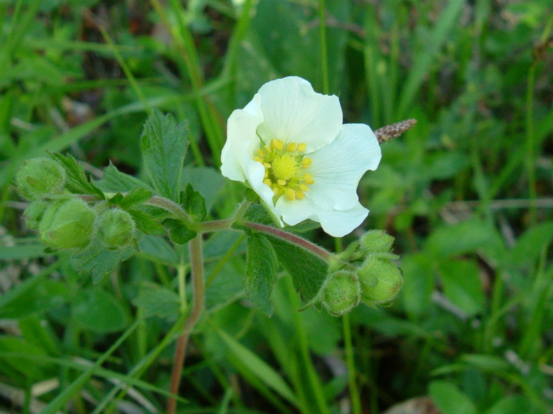 Potentilla rupestris / Potentilla rupestre