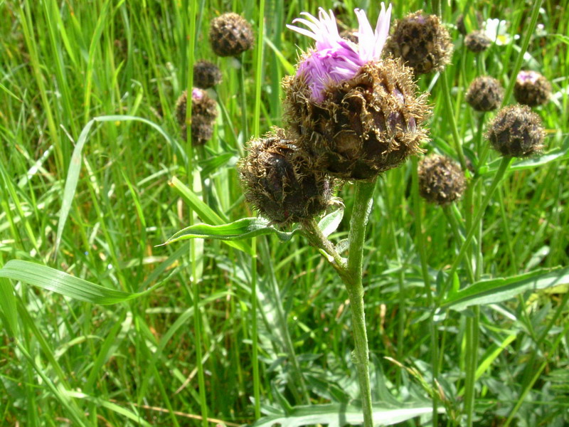 Centaurea scabiosa subsp. alpestris / Fiordaliso alpestre