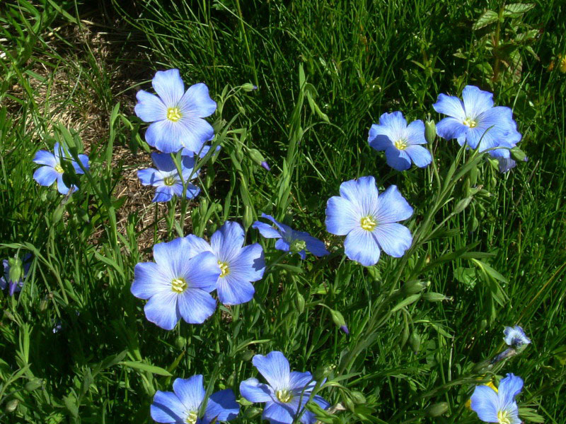 Linum alpinum / Lino celeste