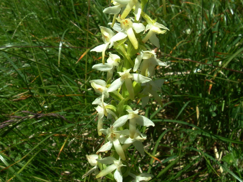 Platanthera bifolia