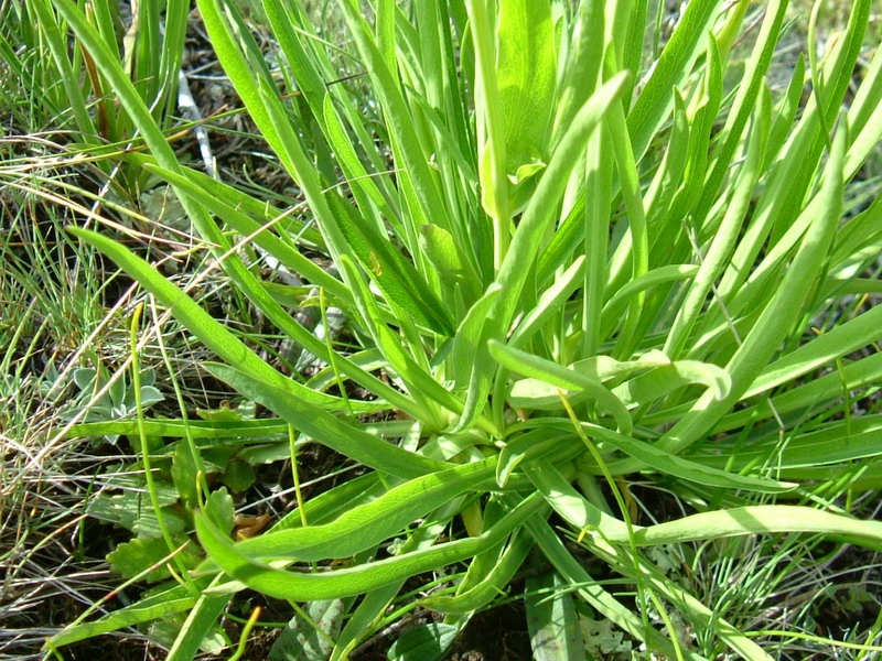 Bupleurum stellatum / Bupleuro stellato