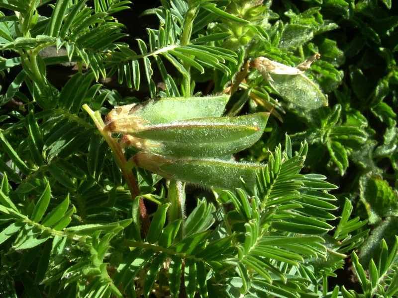 Vicia cusnae / Veccia del Monte Cusna