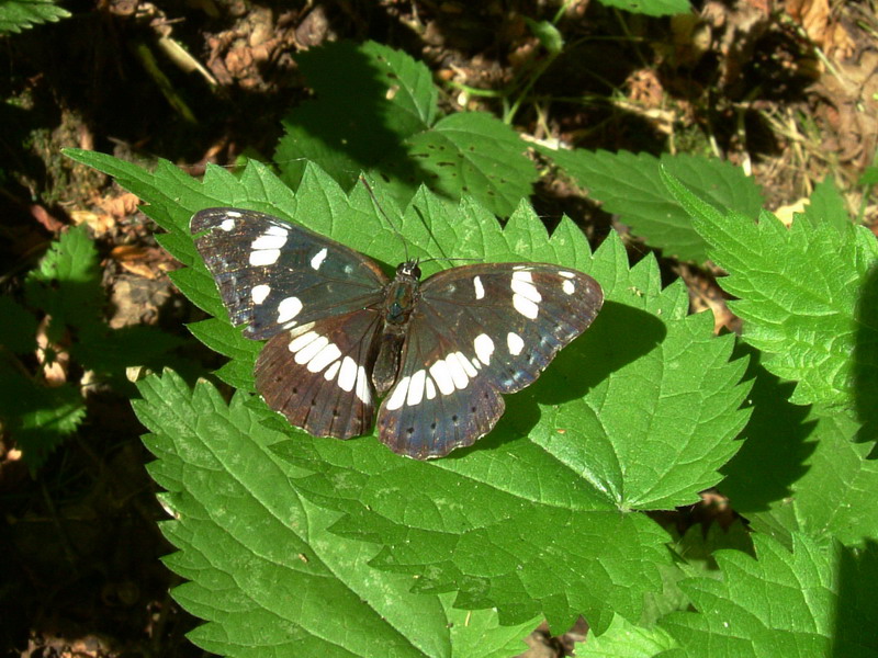 Limenitis reducta