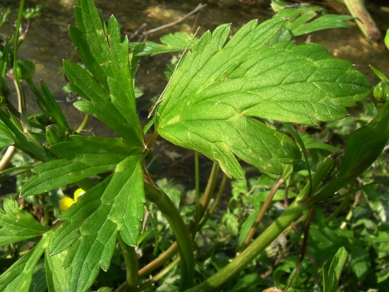 Ranunculus repens / Ranuncolo strisciante