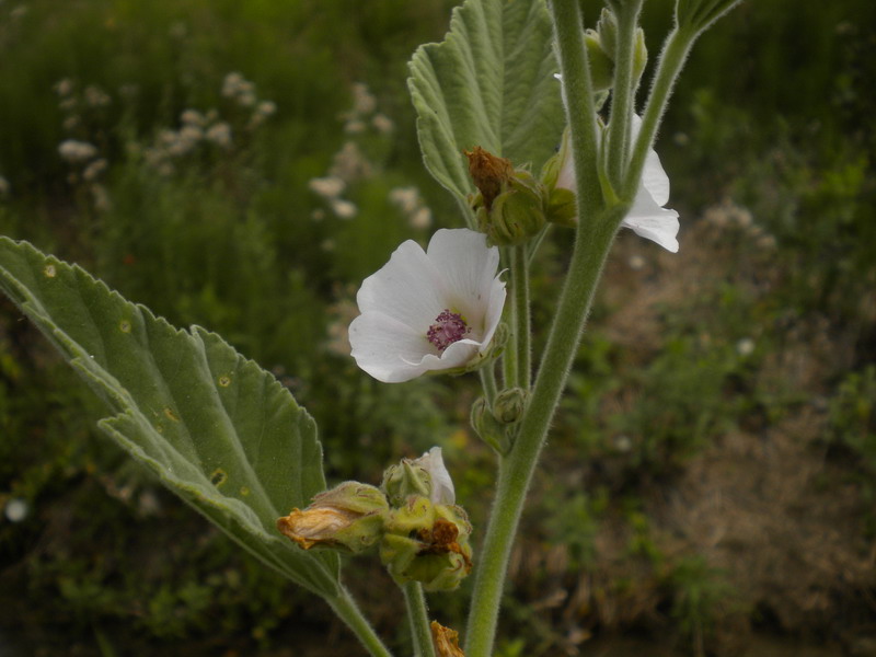 Althaea officinalis / Altea comune