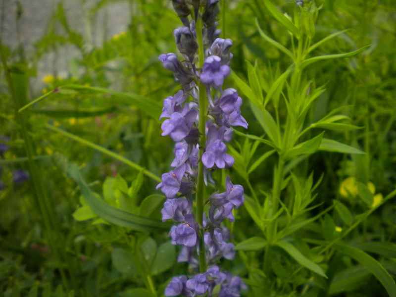 Linaria purpurea