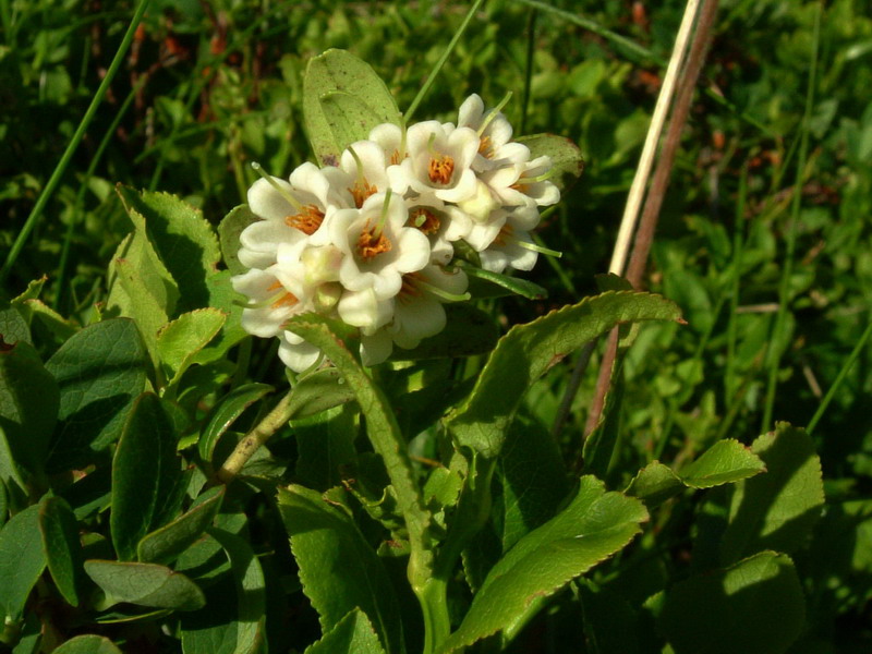 sull''Alpe 2 - Vaccinum vitis-idaea