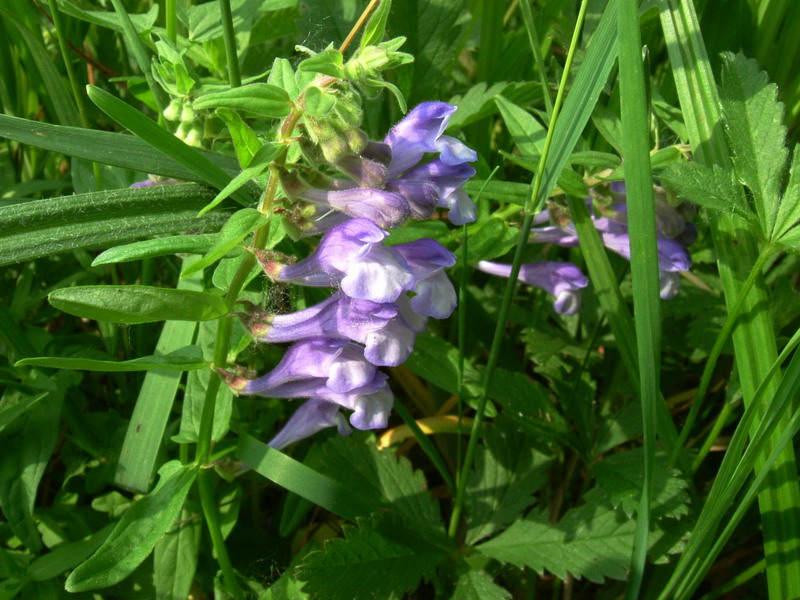 Scutellaria galericulata / Scutellaria palustre