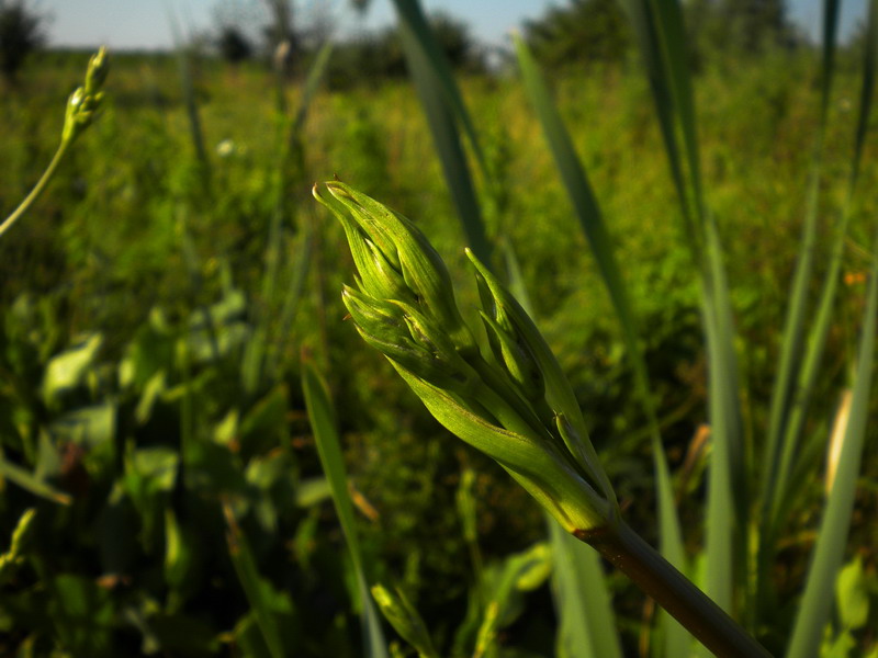 Alisma plantago-aquatica / Mestolaccia