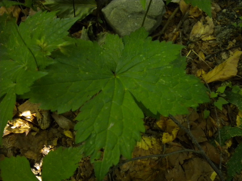 Geranium nodosum