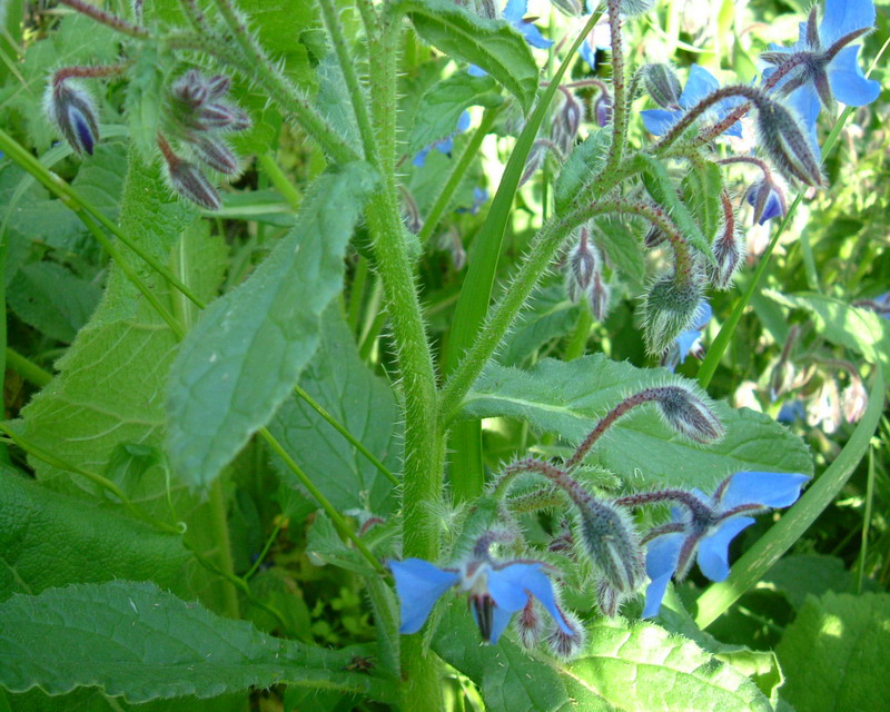 Borago officinalis / Borragine comune