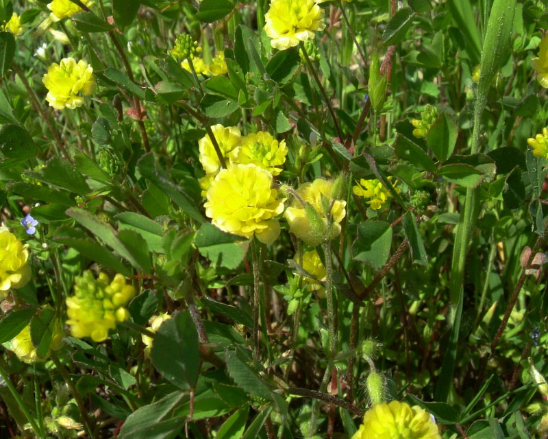 Trifolium campestre / Trifoglio campestre