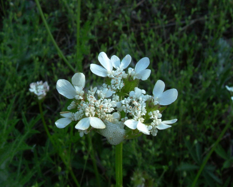 Bianca ombrellifera - Orlaya daucoides