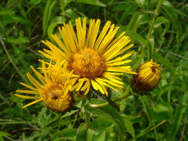 Pentanema salicinum (=Inula salicina) / Enula aspra