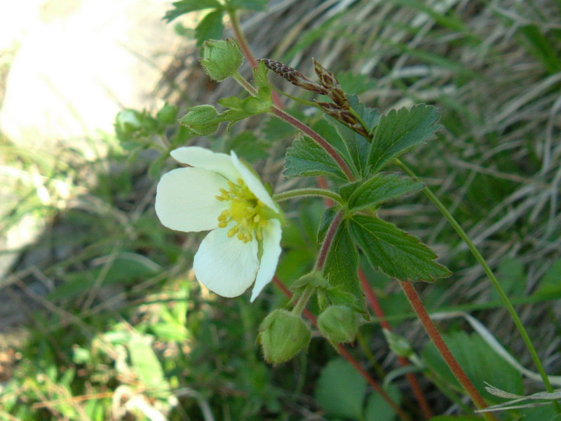 Potentilla rupestris / Potentilla rupestre