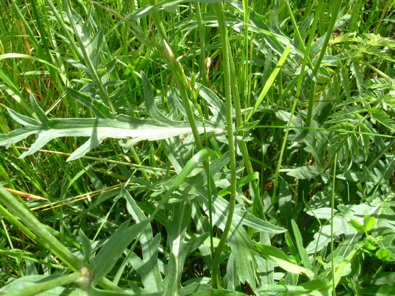 Centaurea scabiosa subsp. alpestris / Fiordaliso alpestre