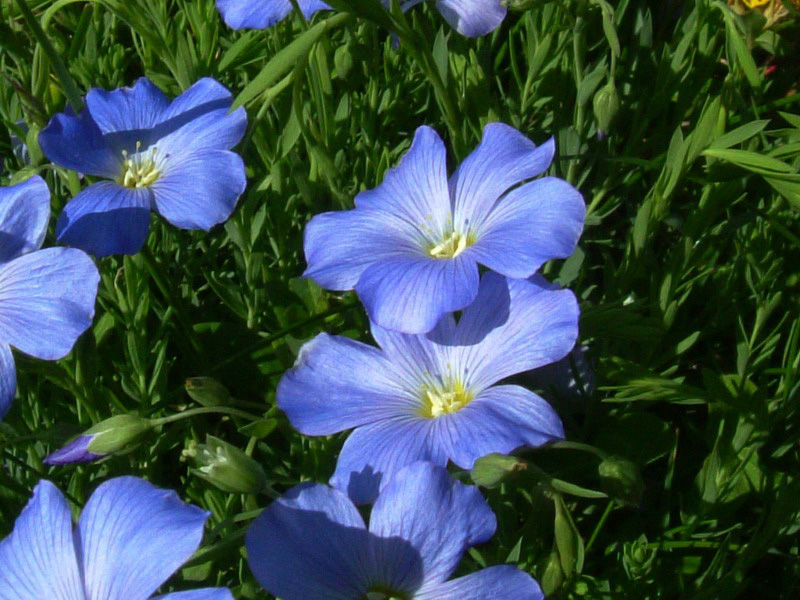 Linum alpinum / Lino celeste