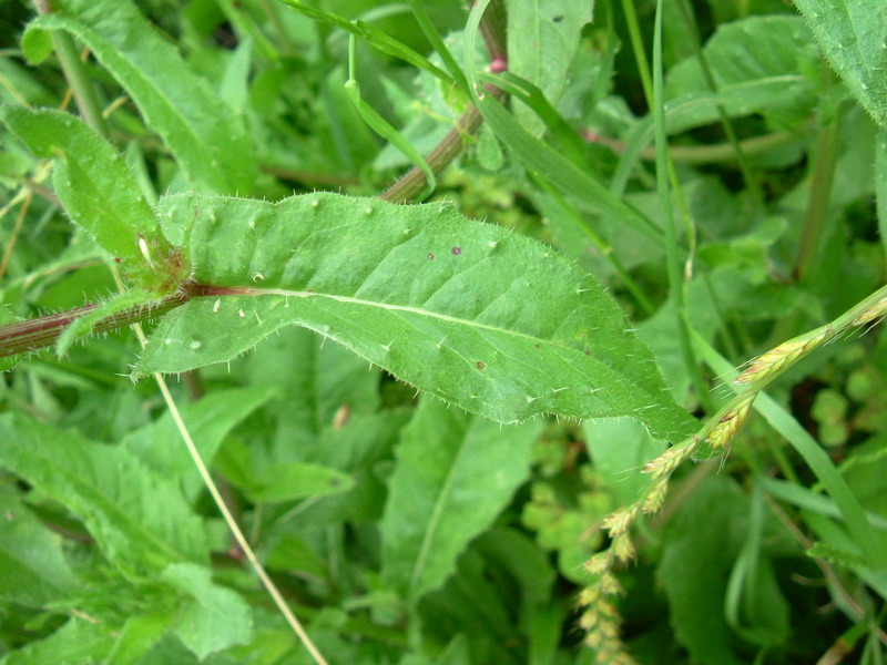 Negli incoltivi 2 helminthotheca echioides