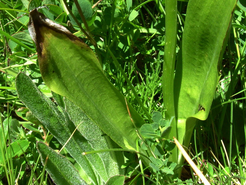 Platanthera bifolia