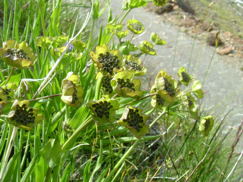 Bupleurum stellatum / Bupleuro stellato